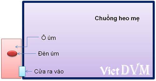 chuong-um-heo4