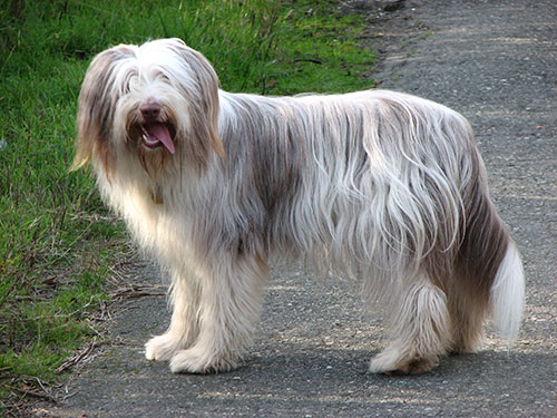 Giống chó lông dài Bearded Collie
