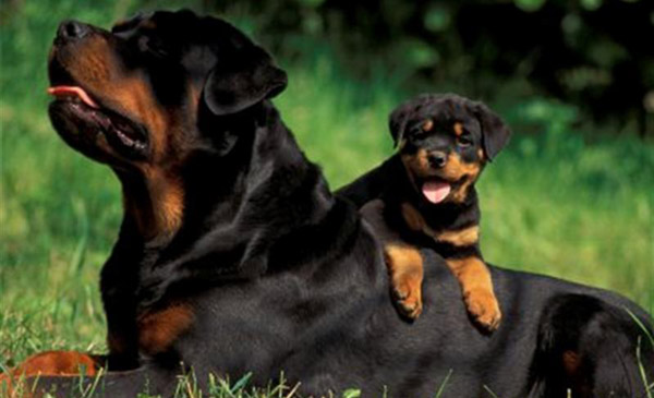 Giống chó Rottweiler - hiện thân của sự quý phái