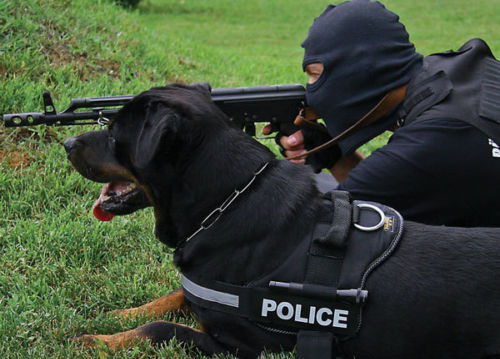 Giống chó Rottweiler được phục vụ trong quân đội
