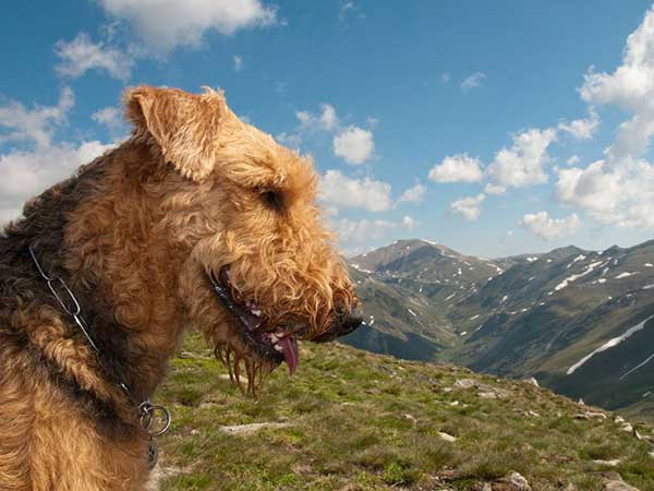 Airedale Terrie 01