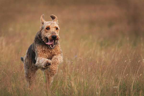 Airedale Terrie 04