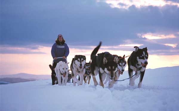 Giống chó Alaskan Husky thường được dùng làm chó kéo xe