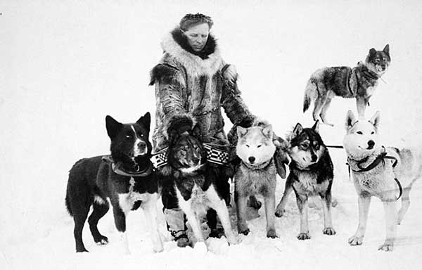 Hình ảnh giống chó Alaskan Husky trong lịch sử