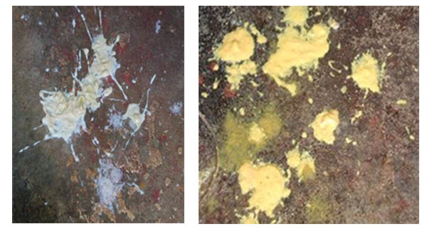 Phân heo mắc bệnh cầu trùng (trái) và E.coli (phải)
