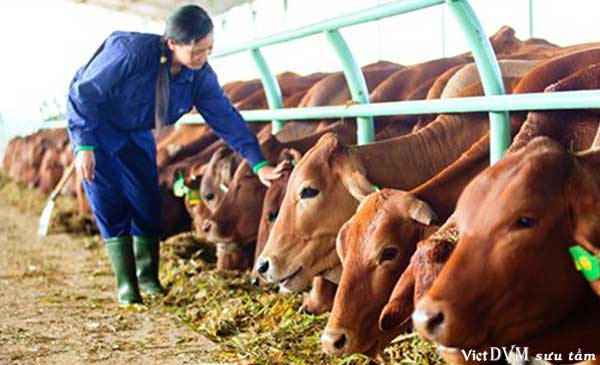 Chấm dứt hoạt động dự án nuôi bò nghìn tỷ của Hoàng Anh Gia Lai