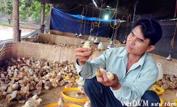 Đàn gà 5.000 con giống Dabaco (Bắc Ninh) của một trang trại tại huyện Long Thành, Đồng Nai 
