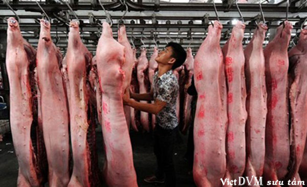  Ngày càng nhiều hộ gia đình Trung Quốc bỏ nuôi lợn