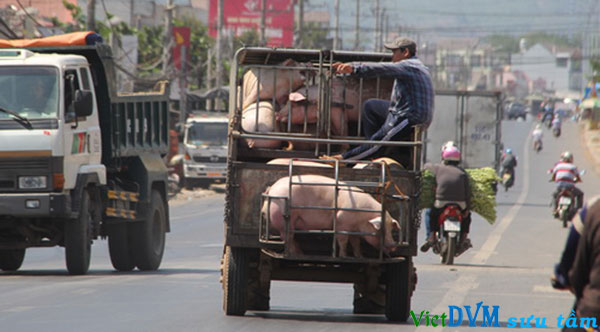 Mỗi ngày tại Đồng Nai có 20 -30 xe gom heo chở qua Trung Quốc