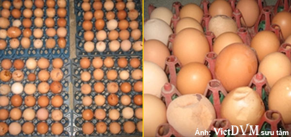 Gà đẻ giảm ăn, sản lượng trứng giảm, vỏ trứng mỏng xấu