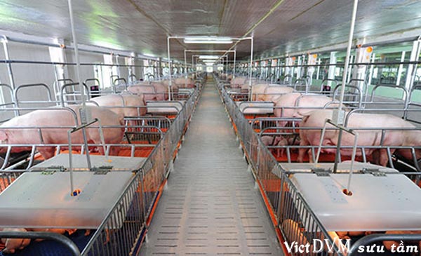 Năm 2018 toàn bộ heo ở Malaysia đều được nuôi trong chuồng kín