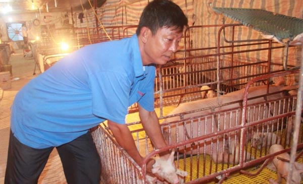 Ông Nguyễn Văn Thu đang chăm sóc đàn lợn được nuôi theo hệ thống hiện đại, mỗi năm mang lại cho ông hàng tỷ đồng