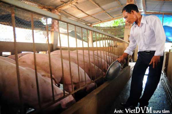 Ông Vy Hướng Mạnh tại trại chăn nuôi heo VietGAP ở huyện Thống Nhất, Đồng Nai - Ảnh: A Lộc / Báo Tuổi Trẻ.