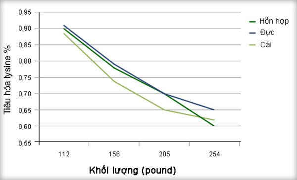 Hình 1: Nhu cầu tiêu hóa lysine của heo thí nghiệm trên 2 trang trại PIC và trang trại KSU