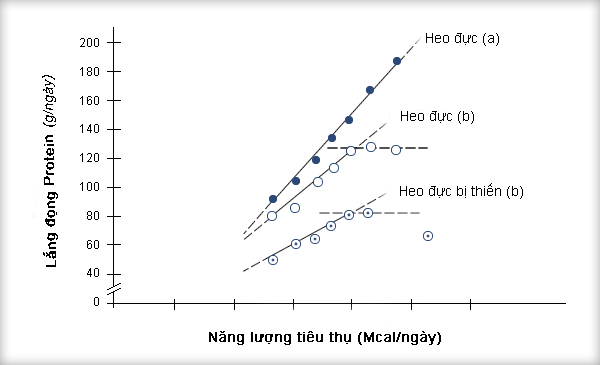 Hình 2: Mối quan hệ giữa việc tiêu thụ năng lượng và lắng đọng protein trên heo đực và heo đực thiến từ 45-90 kg (theo Campbell và các cộng sự, 1988)).