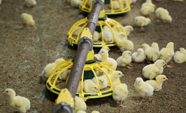 Ngành chăn nuôi gà đang tìm kiếm giải pháp nhằm giảm thiểu tối đa chi phí thức ăn tùy thuộc vào ngân sách và yêu cầu hiệu suất của từng trại