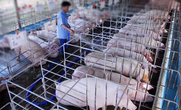 Cơ sở chăn nuôi heo được công nhận an toàn dịch bệnh động vật của bà Phùng Khánh Ngân tại xã An Phú, huyện Củ Chi, TP.HCM. Ảnh: Mạnh Linh