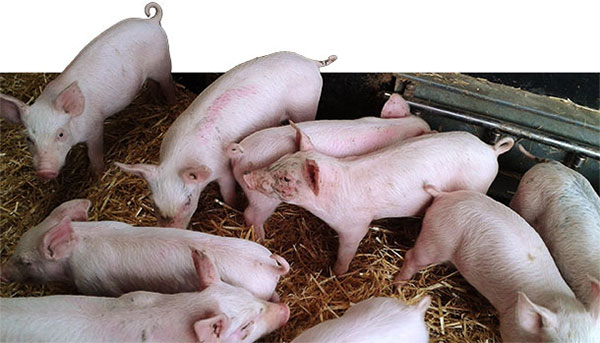 1 heo con cham phat trien Salmonella và PVC2 gây bệnh ngay sau khi lợn cai sữa