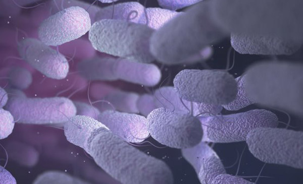 Mô hình 3D-minh hoạ vi khuẩn Enterobacteriaceae