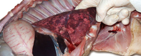 Các phế nang ở phổi bị viêm