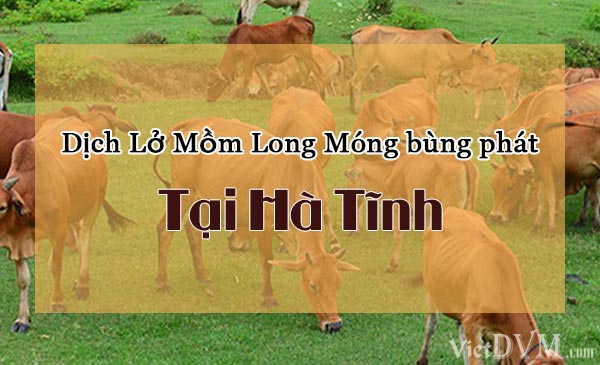 Dịch Lở Mồm Long Móng bùng phát tại các huyện của Hà Tĩnh