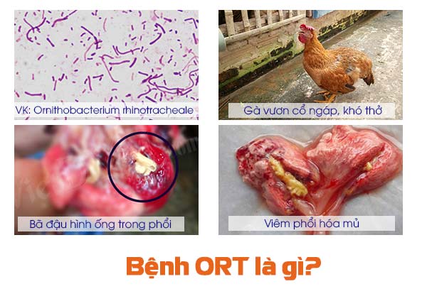 Bệnh ORT trên gà là gì?