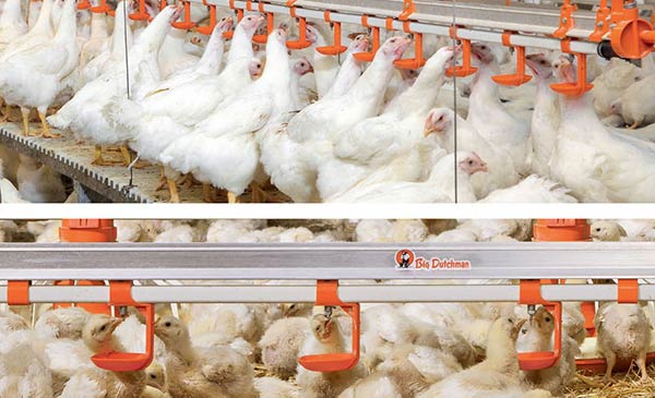 Đường ống dẫn nước tự động trong trại chăn nuôi gà công nghiệp.