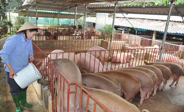 Do giá lợn giảm sâu nên nhiều hộ chăn nuôi ở Hà Nội bị rơi vào cảnh thua lỗ. Ảnh: Trần Quang