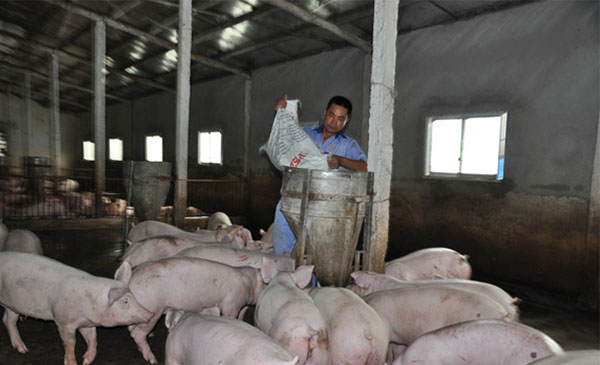 Ông Hoàng Văn Điền đổ cám cho đàn heo ăn tại trang trại của gia đình ở huyện Yên Mô (Ninh Bình).