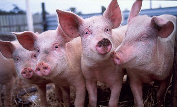 Cục thú y khẳng định chỉ có 2 loại phí thú y đối với lợn và gia cầm