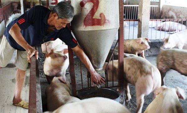  VietGahp.Nhiều người chăn nuôi heo theo quy trình VietGAHP tại Đồng Nai vừa được “tiếp sức” sau khi một siêu thị cam kết bao tiêu với giá cao hơn giá thị trường - Ảnh: Công Trung