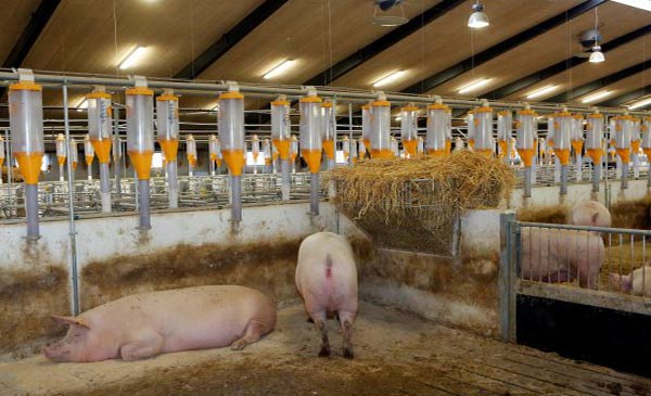1. Heo nái được nuôi trong một cơ sở chăn nuôi heo hiện đại của Đan Mạch. Chúng có thể di chuyển tự do và lấy bao nhiêu rơm mà chúng muốn. Chúng cũng là những heo nái sạch bệnh (SPF).
