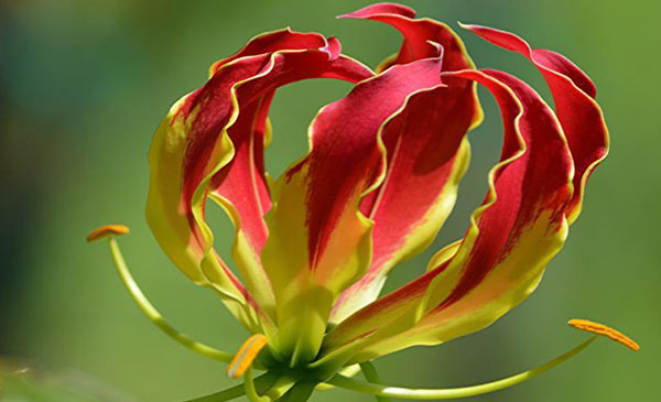 Glory Lily (Lilium Superba)