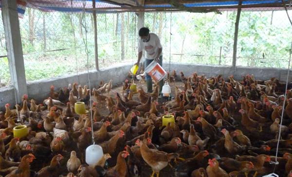 Anh Lê Xuân Hà đổ cám cho đàn gà ăn tại trang trại của gia đình ở huyện Xuân Lộc (Đồng Nai).