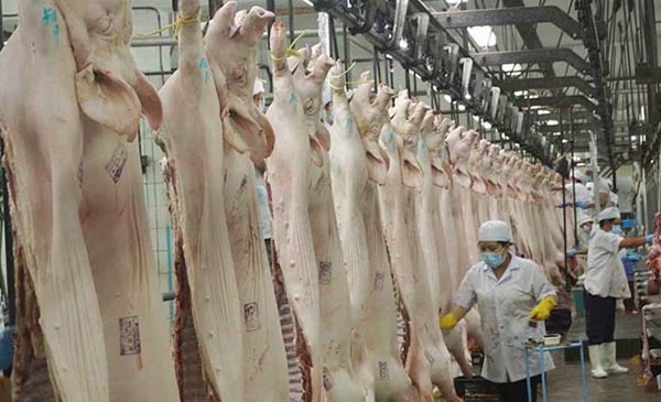 Con đường xuất khẩu thịt heo của Việt Nam đang là “nhiệm vụ bất khả thi”. Ảnh: Quang Huy