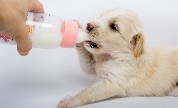 Cho chó con uống thêm sữa ngoài, khiến chó giảm bú sữa mẹ