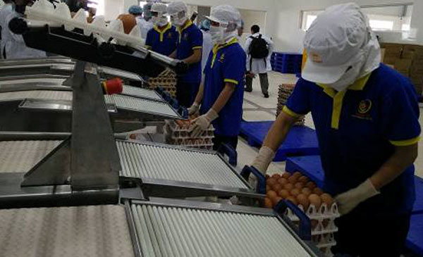 Dây chuyền công nghệ cao sản xuất trứng sạch của Công ty Ba Huân Ảnh: NNK. 