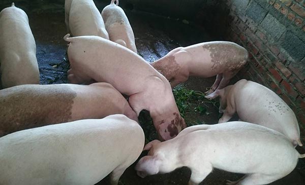 Giá lợn những ngày gần đây tăng gấp đôi, gấp 3 thời gian trước