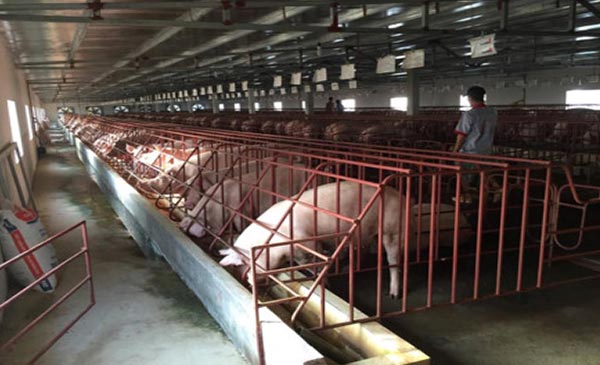 Chăn nuôi lợn tại Ứng Hòa, Hà Nội. Ảnh: Thế Anh
