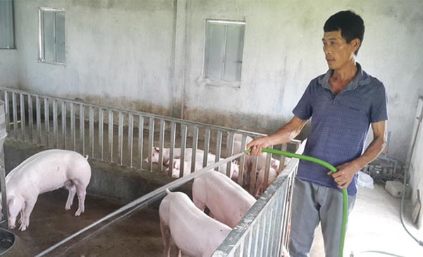 Anh Nguyễn Văn Sỹ tắm cho đàn heo tại trang trại của gia đình ở huyện Nghĩa Hưng (Nam Định). Ảnh: Quân Phạm