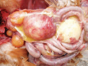 Buồng trứng viêm do nhiễm bệnh Ecoli trên gà.