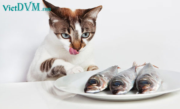Không nên cho mèo ăn cá ngừ