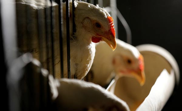  Khoảng 9 tỷ con gà bị giết lấy thịt/năm ở Mỹ