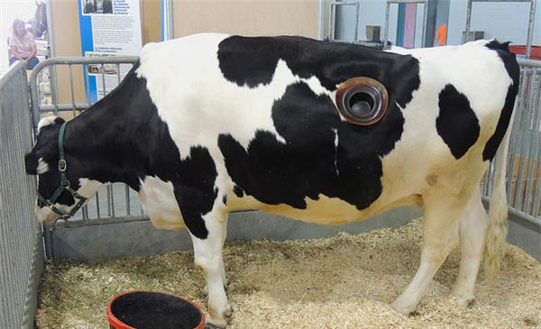 Lỗ hổng trên cơ thể bò sữa cho phép nhân viên có thể trực tiếp tiếp cho tay vào dạ dày bò để xử lý thức ăn. (Ảnh: Internet)