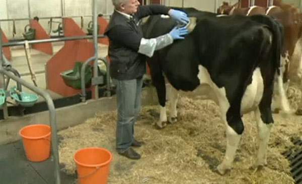 Trong trường hợp cần thiết, người nuôi bò sữa sẽ bỏ trực tiếp thuốc vào dạ dày chúng để điều trị bệnh. (Ảnh: Internet)