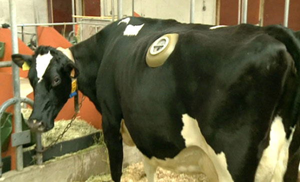 Tránh vi khuẩn xâm nhập vào cơ thể con bò, người ta đã thiết kế những chiếc nắp đậy chuyên biệt. (Ảnh: Internet)
