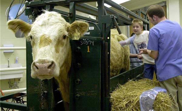 Trẻ em còn được phép tham quan trang trại và trực tiếp thò tay vào lỗ hổng trên bụng những con bò sữa.