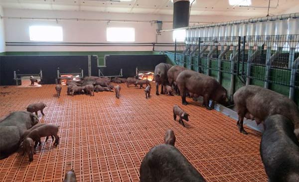 Trang trại của Colin ở Pozoblanco, Tây Ban Nha nuôi tập trung toàn bộ heo nái cho con bú trong cùng một khu vực.