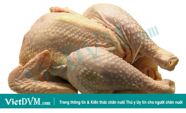 Việt Nam có cơ hội xuất khẩu thịt gà sang EU