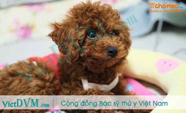 Toy-poodle